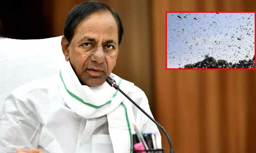 Telangana: CM KCR reviews measures being taken up to control locust