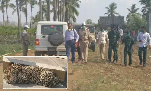 Teams of forest and police department have been on the lookout for the wild beast