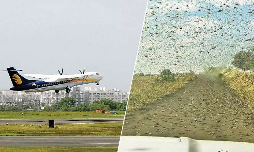 How Locust Swarm Affects Flight Landing, Takeoff: Check DGCA Guidelines