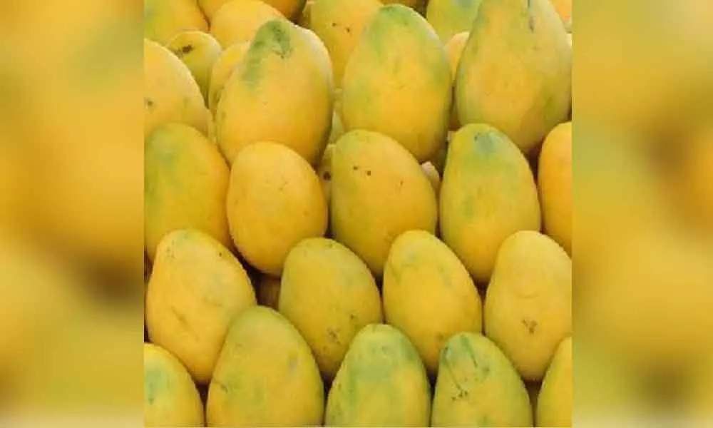 First time, mangoes to be exported abroad from Vizag port