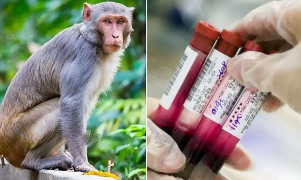 monkey on Friday attacked a lab technician at Meerut Medical College