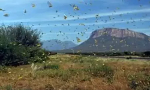 grasshoppers flocked Rayadurg town in large numbers and destroyed plantation and greenery in Dasappa Road
