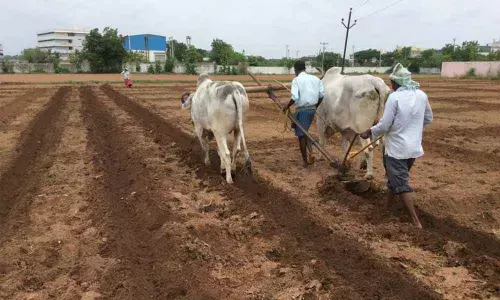 Karimnagar: Spurious cotton seed business thrives as farmers gear up for Kharif season