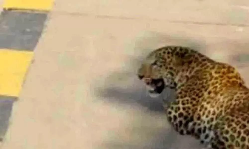 Leopard on prowl triggers panic among villagers in Sircilla