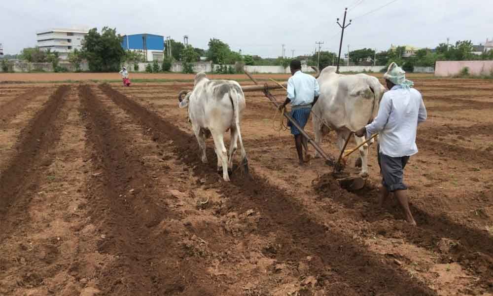 Karimnagar Spurious cotton seed business thrives as farmers gear up