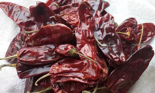 Guntur: Chilli farmers demand justice for crop damage