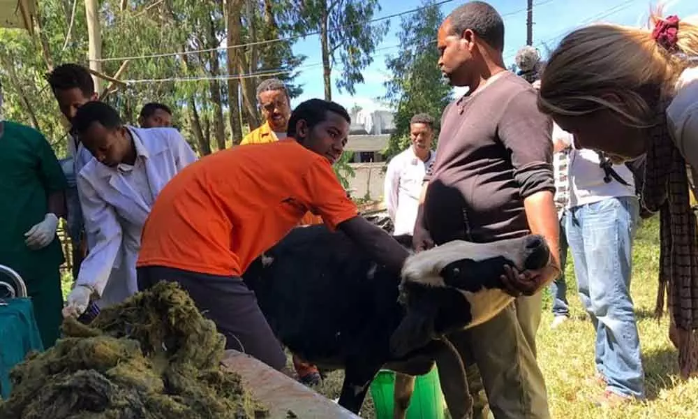 Plastic is extracted from the calfâs insides