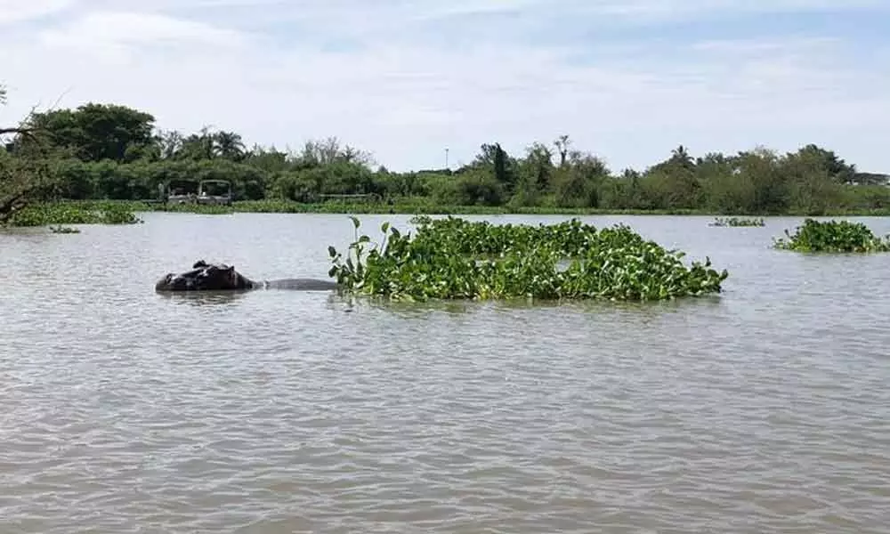 A hippo spotted in the Nile