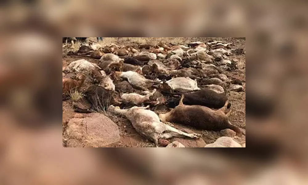 60 sheep die in Kurnool dist