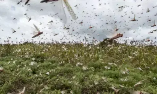 Indigenous variety of locusts spring up in TN