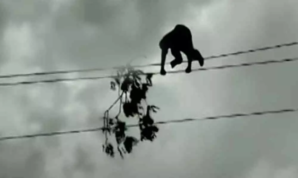 Sangareddy: Man climbs electric pole, walks on high-tension wires to remove branch