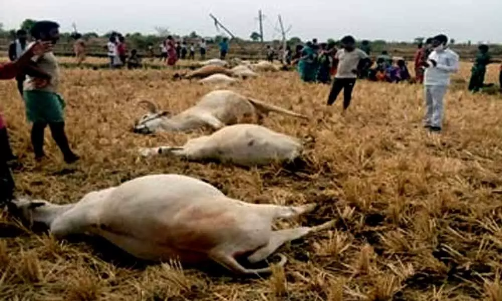 Telangana: 14 bullocks, three oxen die of electric shock in Mancherial