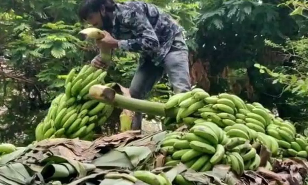 smuggling ganja into the city which was being transported in the guise of Banana clusters