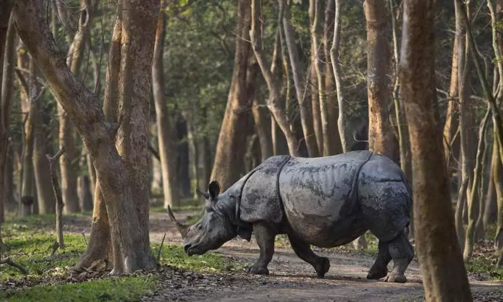 Wildlife poaching in India more than doubles during COVID-19 lockdown