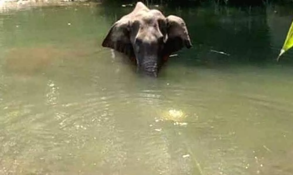Kerala Forest department has launched a manhunt for those responsible for the death of a 15-year-old pregnant wild elephant