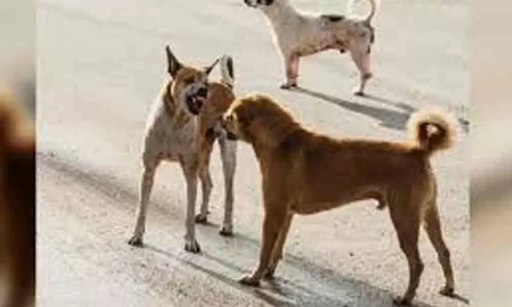 Kurnool: 5-year-old boy mauled by pack of stray dogs