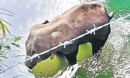 Immediate cause of death of Kerala elephant was drowning which caused lung failure: Autopsy report