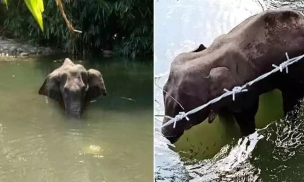 Kerala elephant death: Hyderabad man announces Rs 2 lakh reward for tracing miscreants