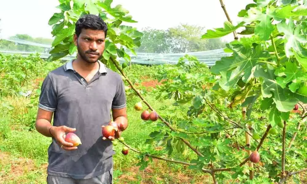Karimnagar: MBA graduate becomes organic farmer