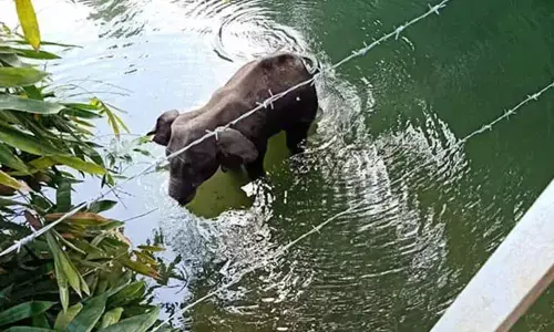 One held for allegedly killing pregnant elephant in Kerala