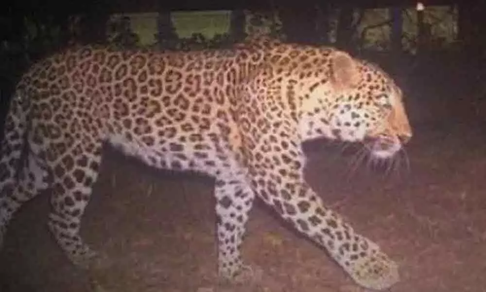 No threat of Leopard in Hyderabad, officials tell public