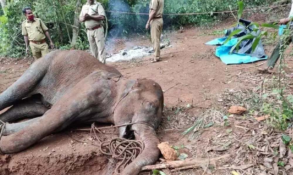 Pregnant elephants killing part of man-animal conflict?