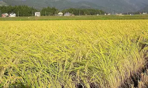 Representational Pic