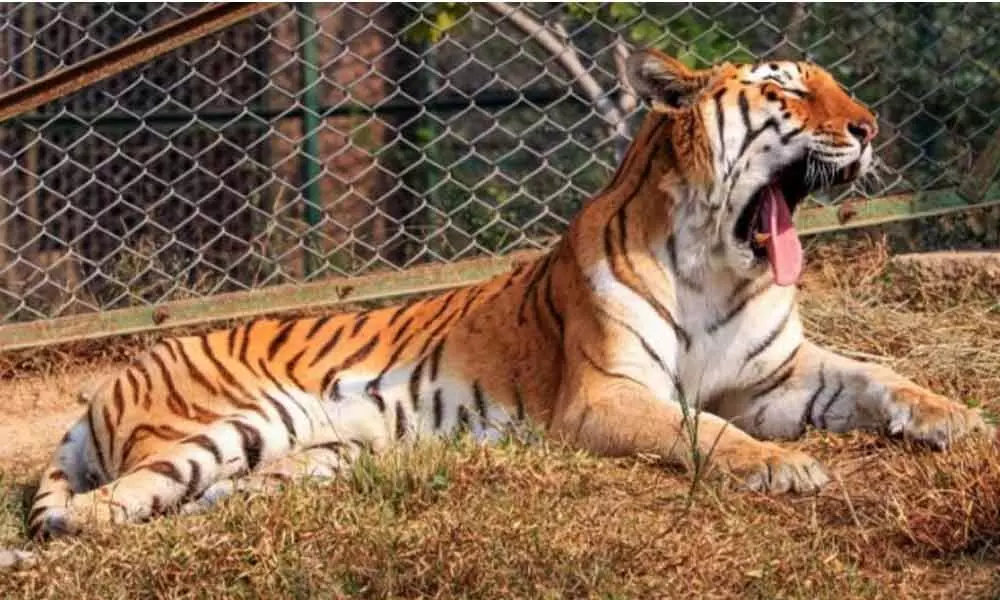 Tiger quarantined at National Park