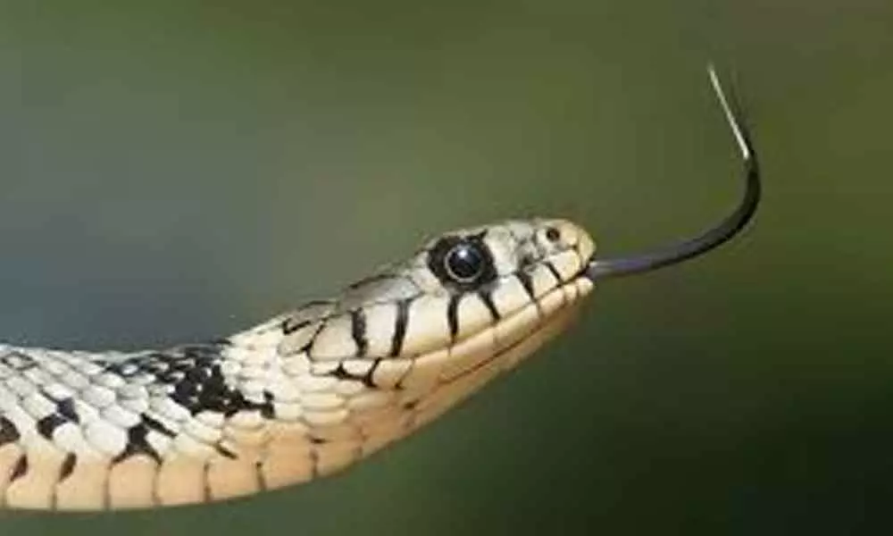 Monsoon increases snakebite cases