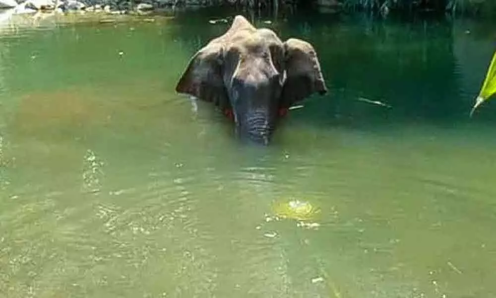 Pregnant elephant death in Kerala