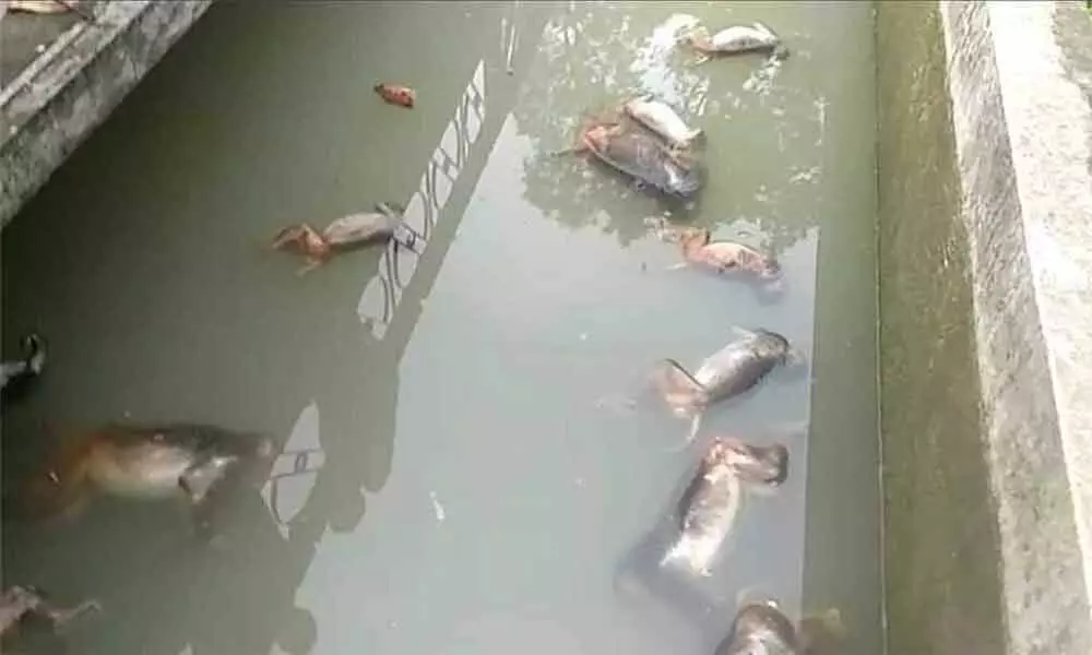 13 monkeys found dead in Assam water reservoir