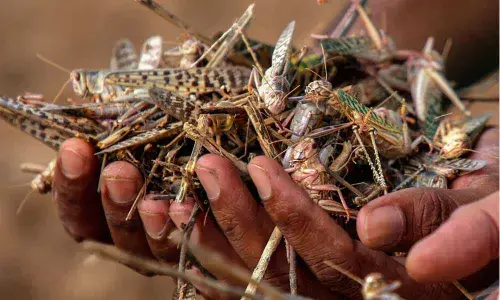 Threat of locust attack looms on Telangana State