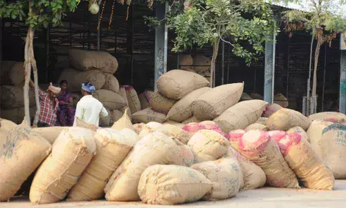 Guntur: Red chilli prices plunge