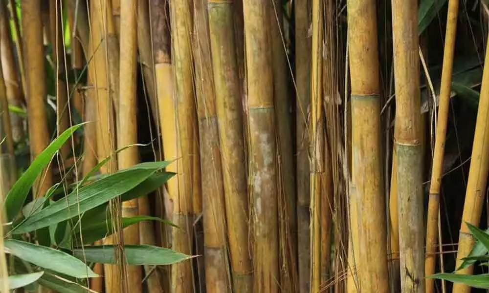 Government hikes Customs duty on bamboo imports by agarbatti manufacturers