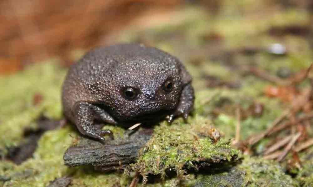 Here Are The Frogs Which Look Like Angry Avocados But They Have Most Adorable Squeeks
