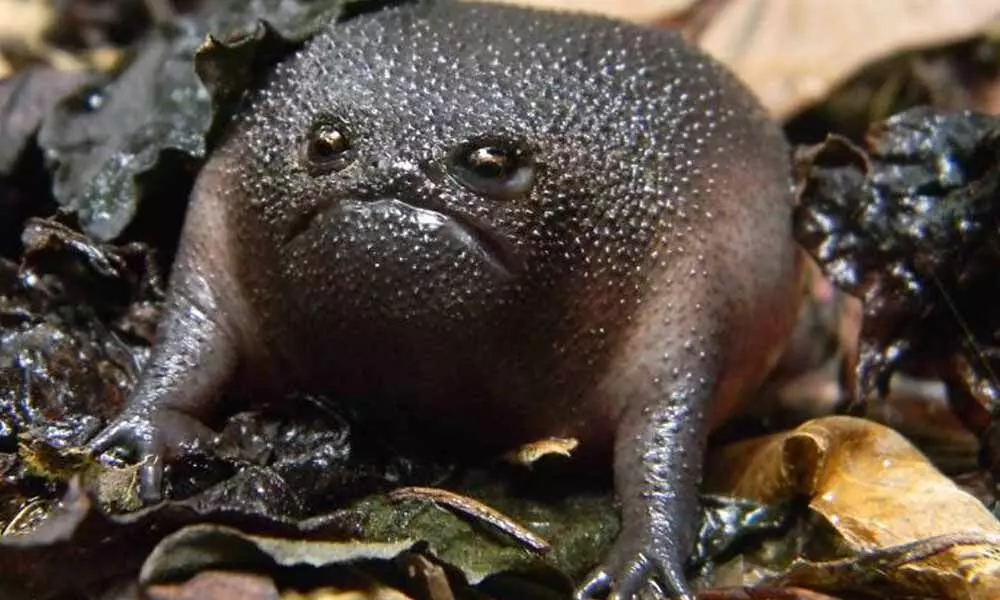 Black Rain Frog