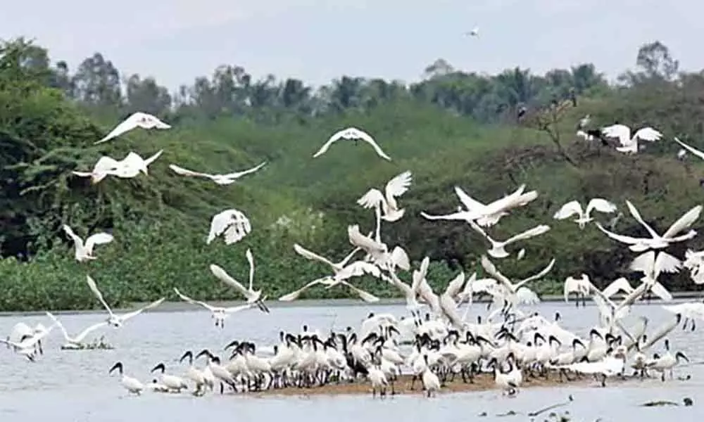Indias oldest water bird sanctuary under threat
