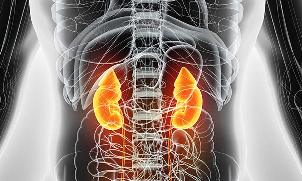 kidneys-deteriorate-with-age-regardless-of-health-study