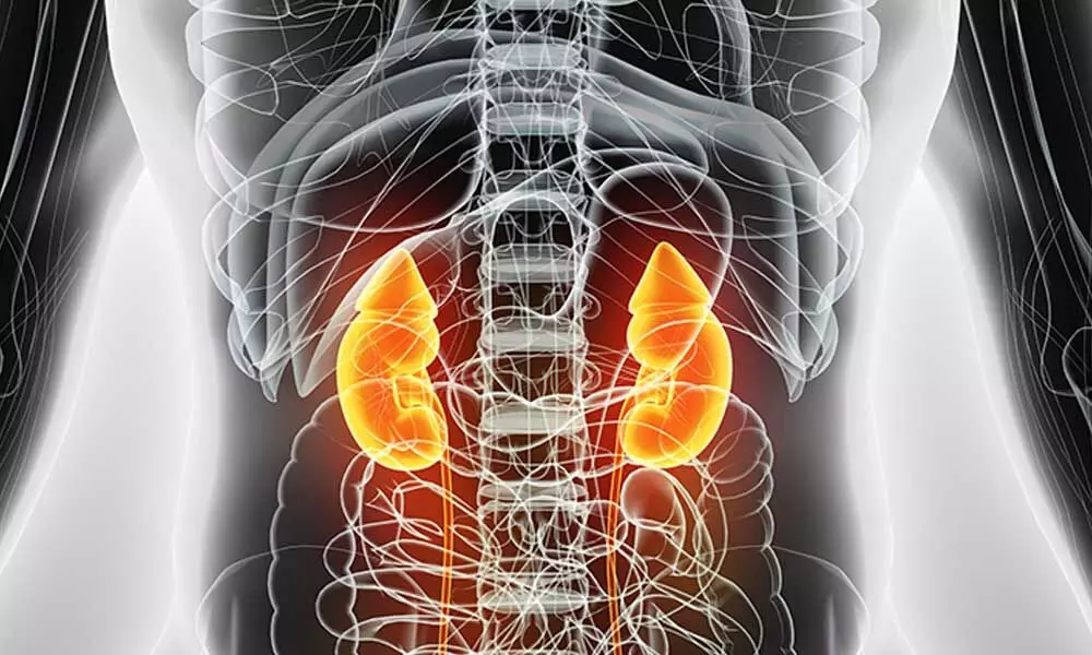 Kidneys deteriorate with age, regardless of health: Study