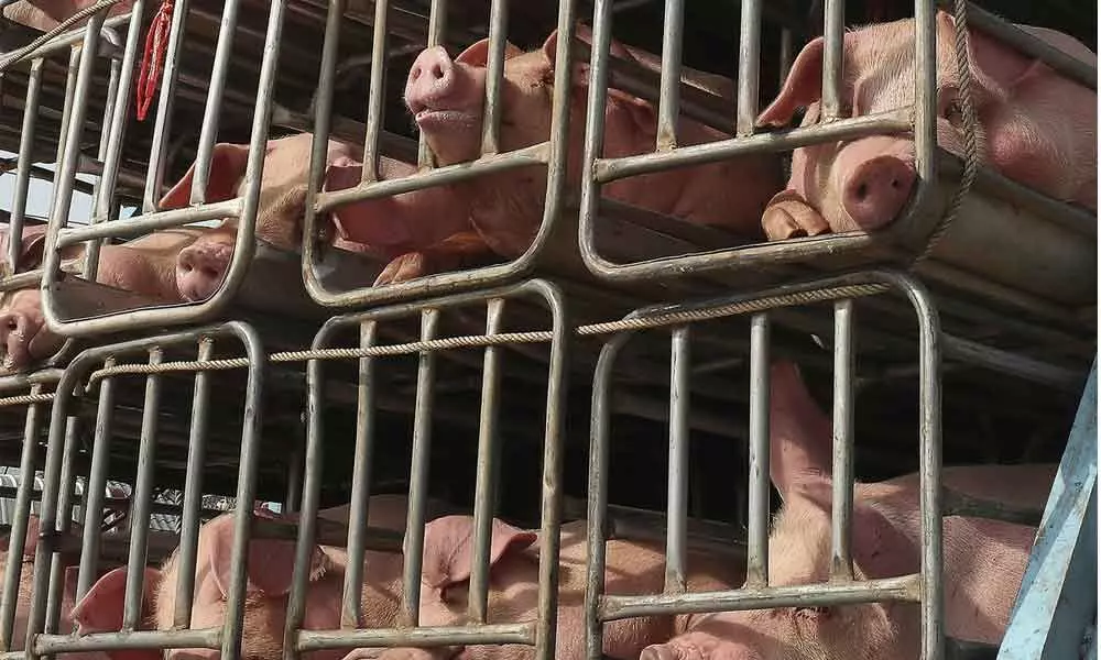 Pigs flown to China in 747 jumbo jets