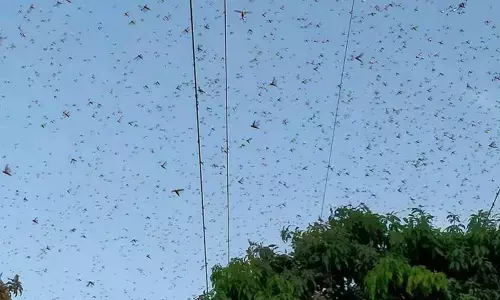 Pakistan locust situation worsens as swarms enter via Afghanistan