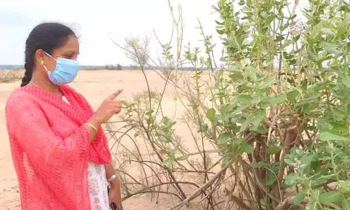 Telangana: Report of locusts arrival sent people into tizzy in Bhupalapally