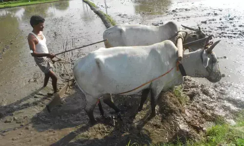 Amid first showers of monsoon, farmers gear up for Kharif season