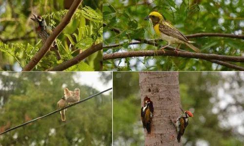 Blessed abode for birds
