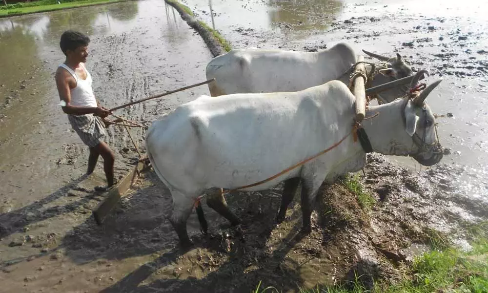 Amid first showers of monsoon, farmers gear up for Kharif season