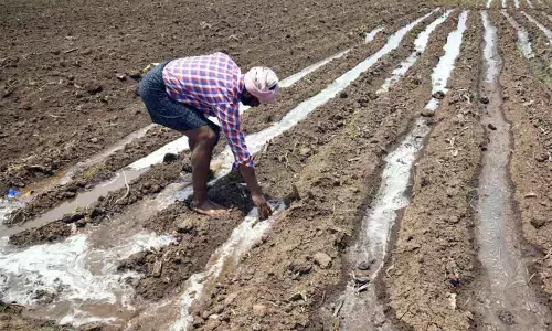 Agriculture Department Officials have drawn an Action Plan for the Kharif Season