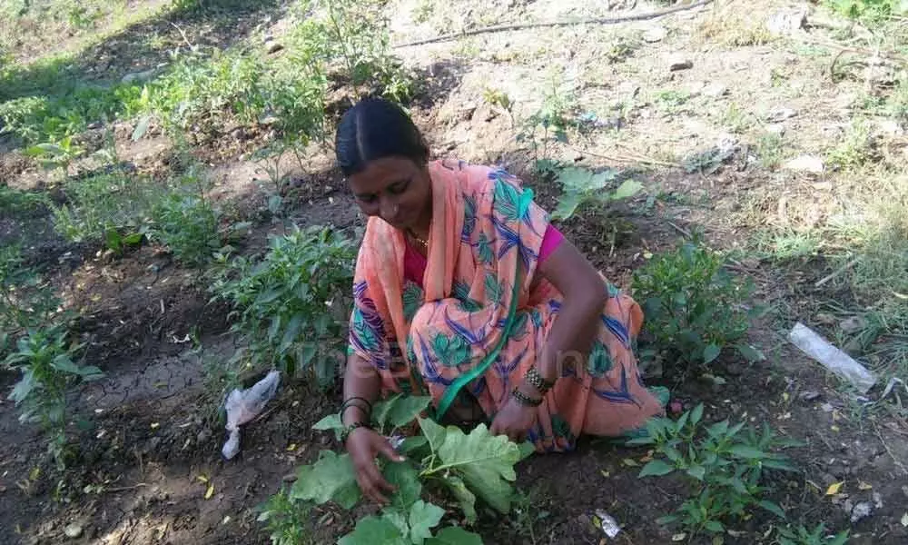 A SHG woman growing vegetables using organic farming methods in Devarkadra