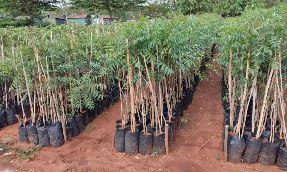 3.31 lakh saplings to be planted in Visakhapatnam district