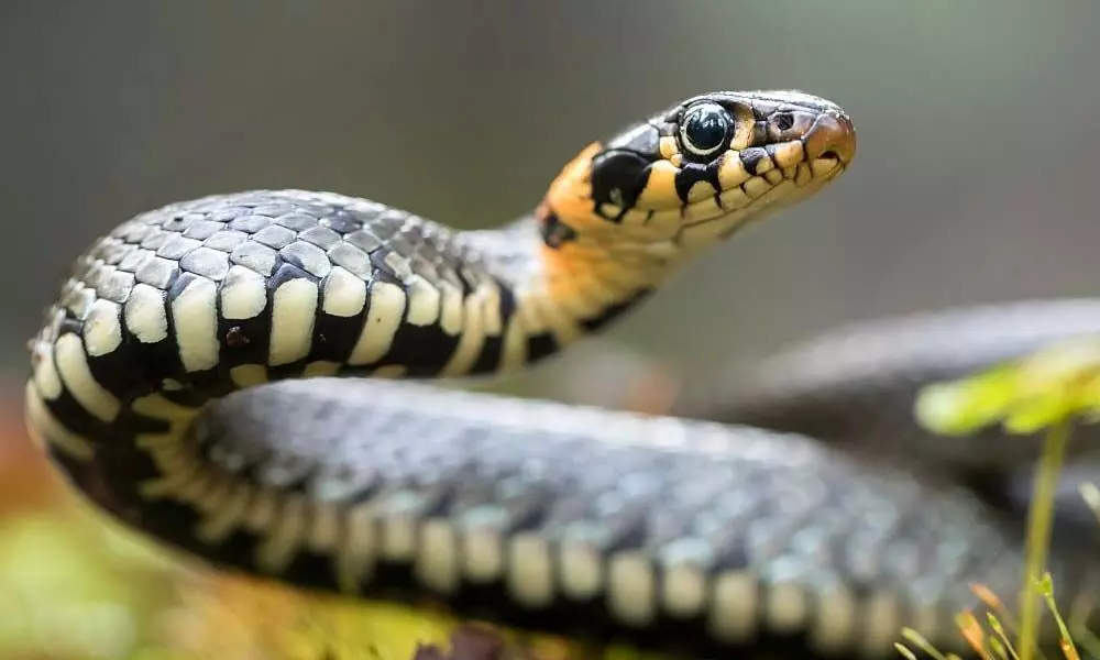 Monsoon increases snakebite cases