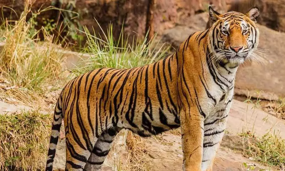 Manuguru: Beware! Tiger sighted at SCCLs opencast mine